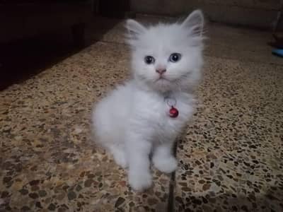 Cat baby