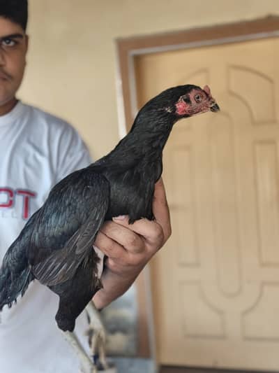 Brazilian kurak murghi Available 03207102101