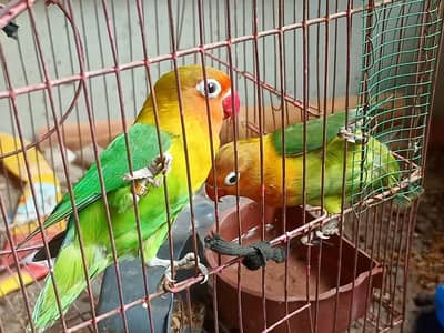 love birds pair