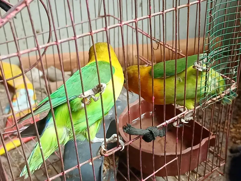 love birds pair — photo 2