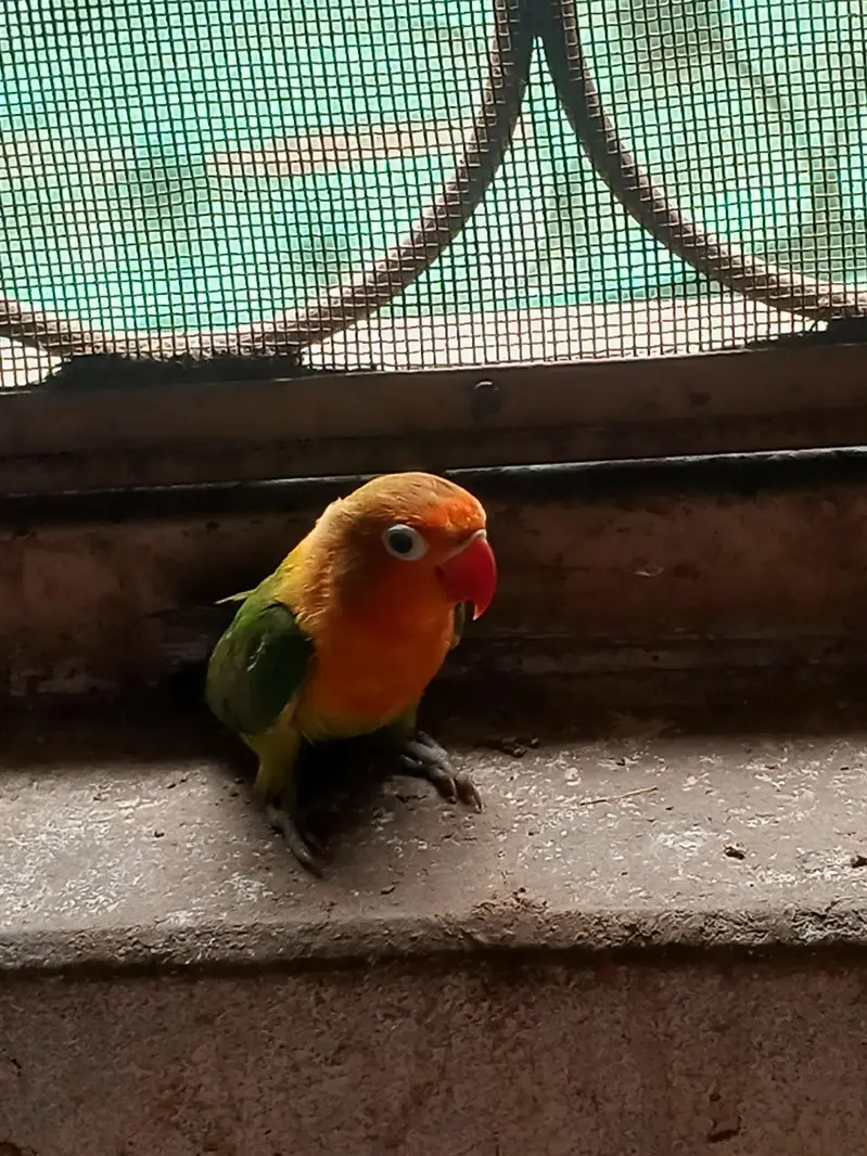 love birds pair — photo 3