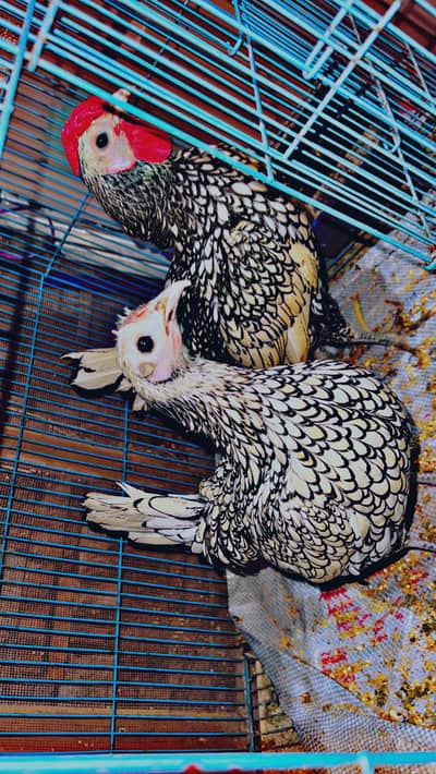 Silver sebright pair, golden sebright male