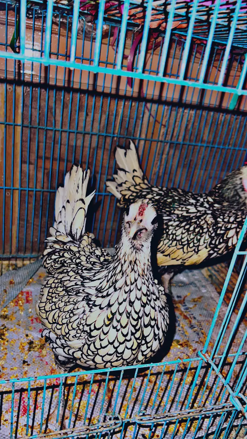 Silver sebright pair, golden sebright male — photo 2