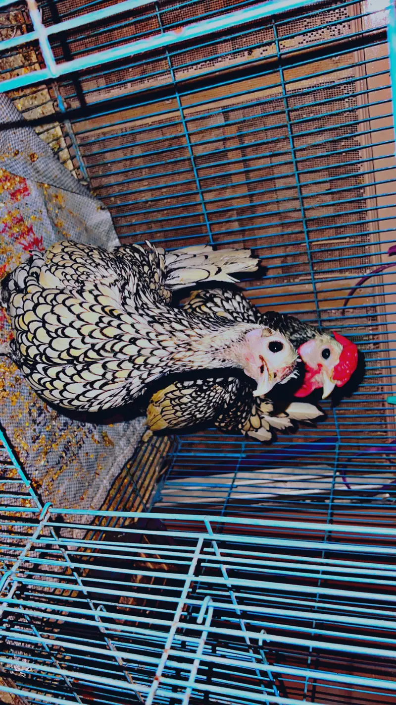 Silver sebright pair, golden sebright male — photo 3