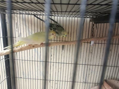 Budgies in reasonable prices.