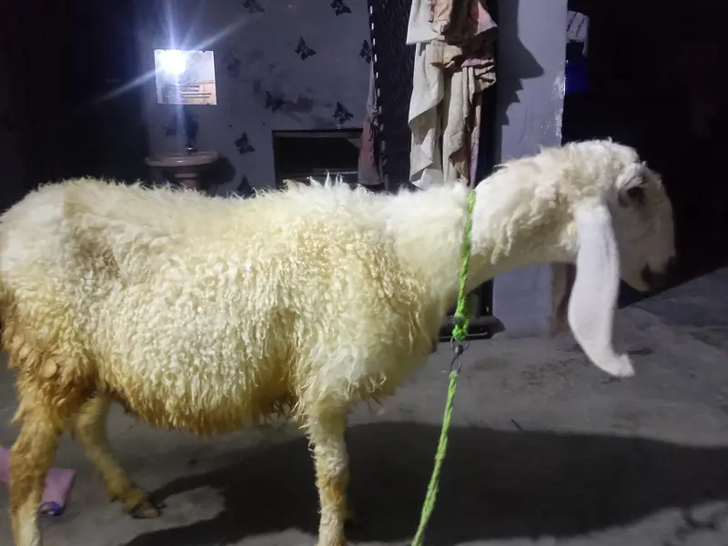 Sindhi kajli from sale