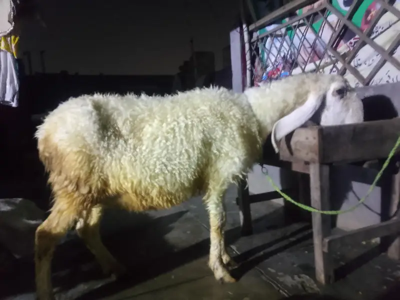 Sindhi kajli from sale — photo 9