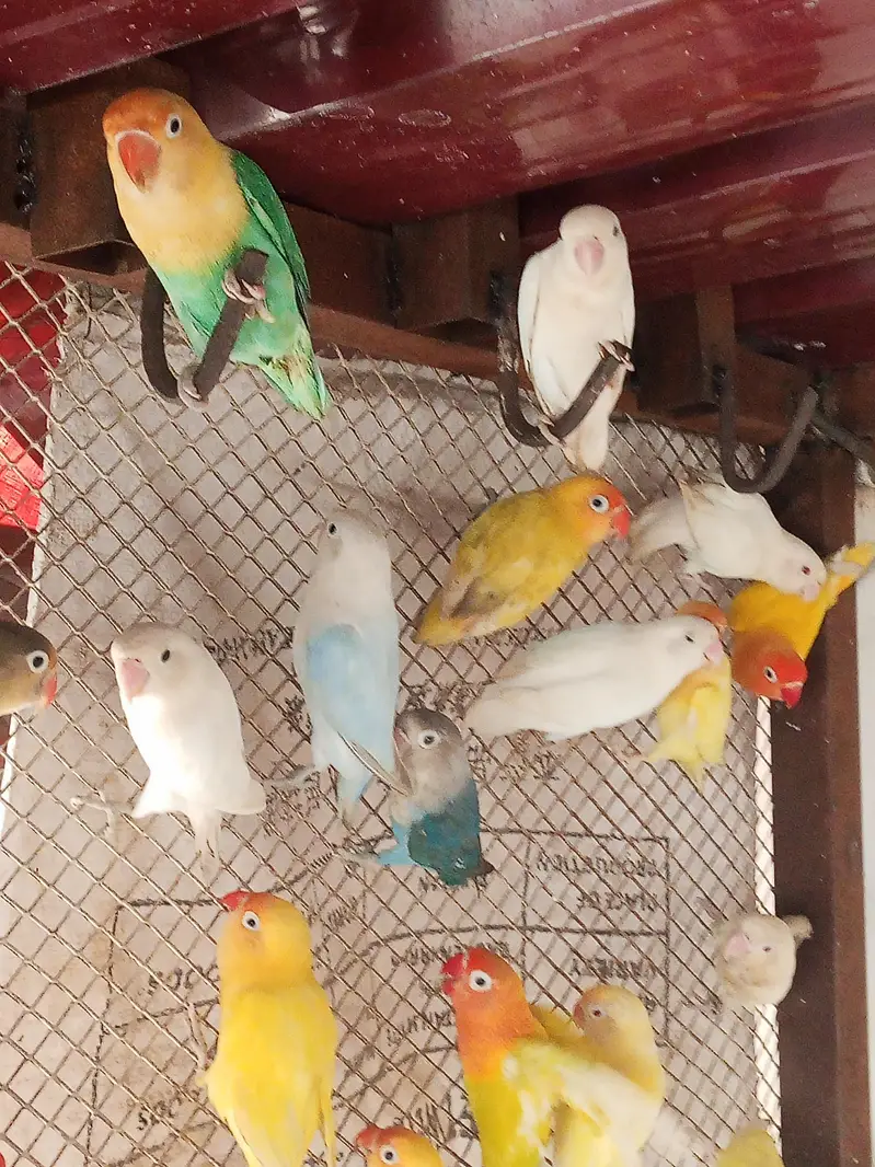 lovebirds for sale — photo 3