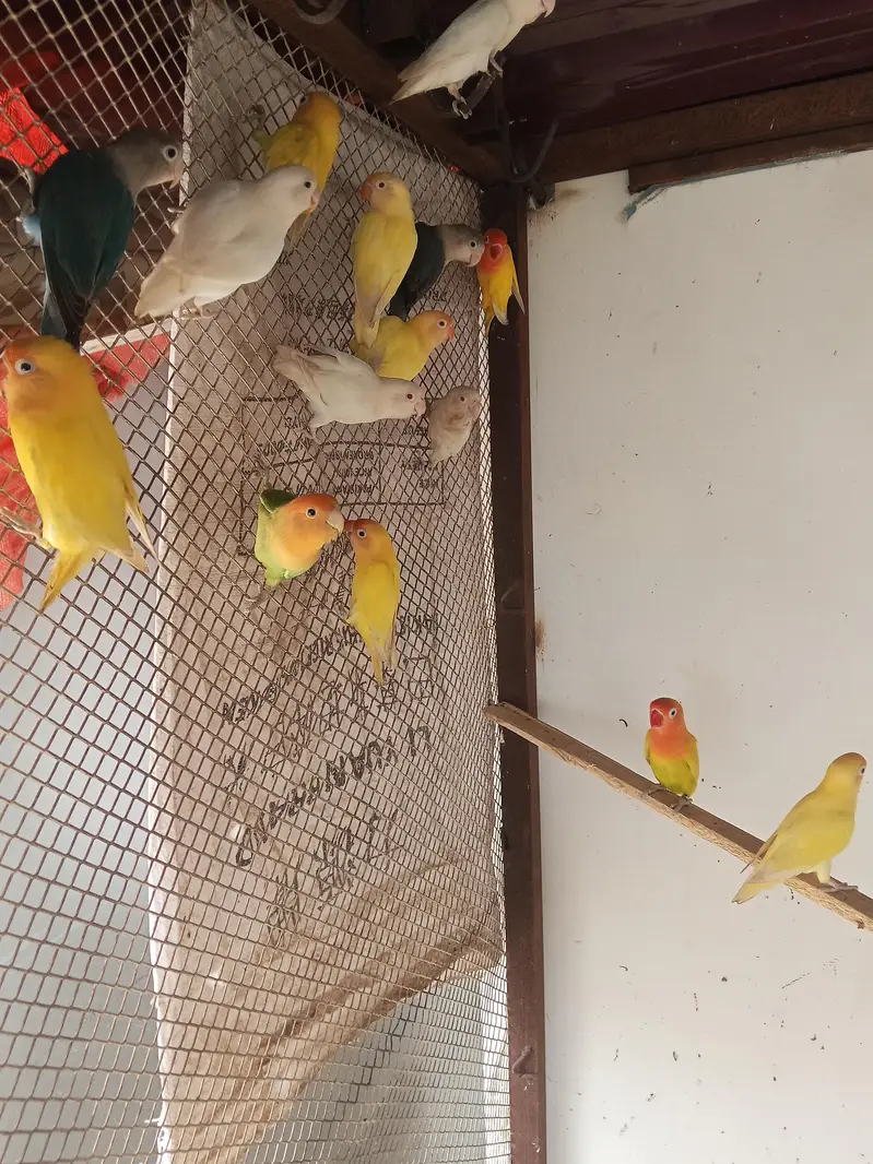lovebirds for sale — photo 4