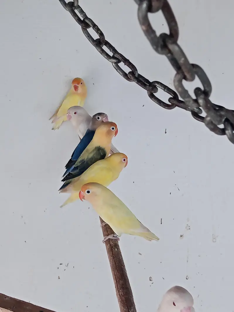 lovebirds for sale — photo 5