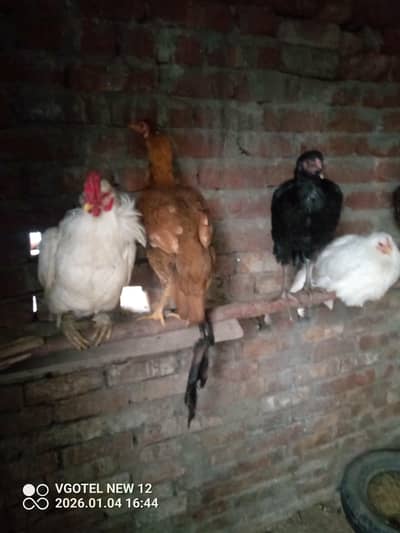 hen active healthy