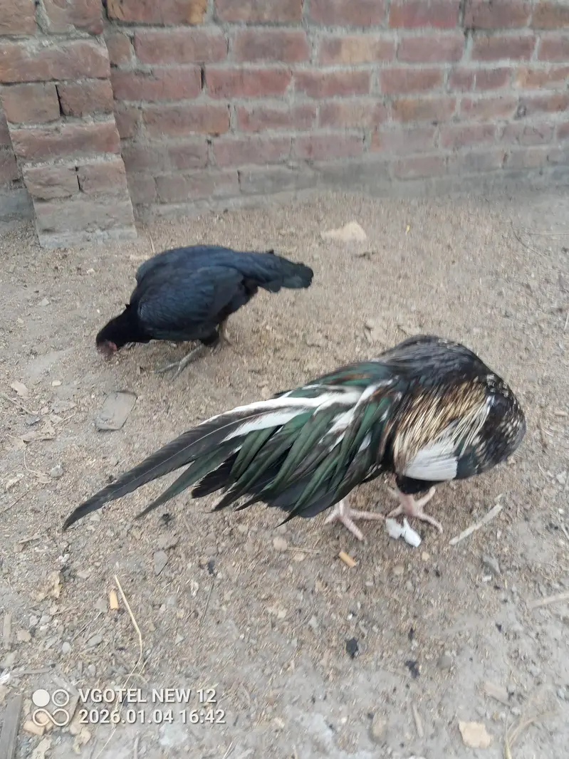 hen active healthy — photo 2