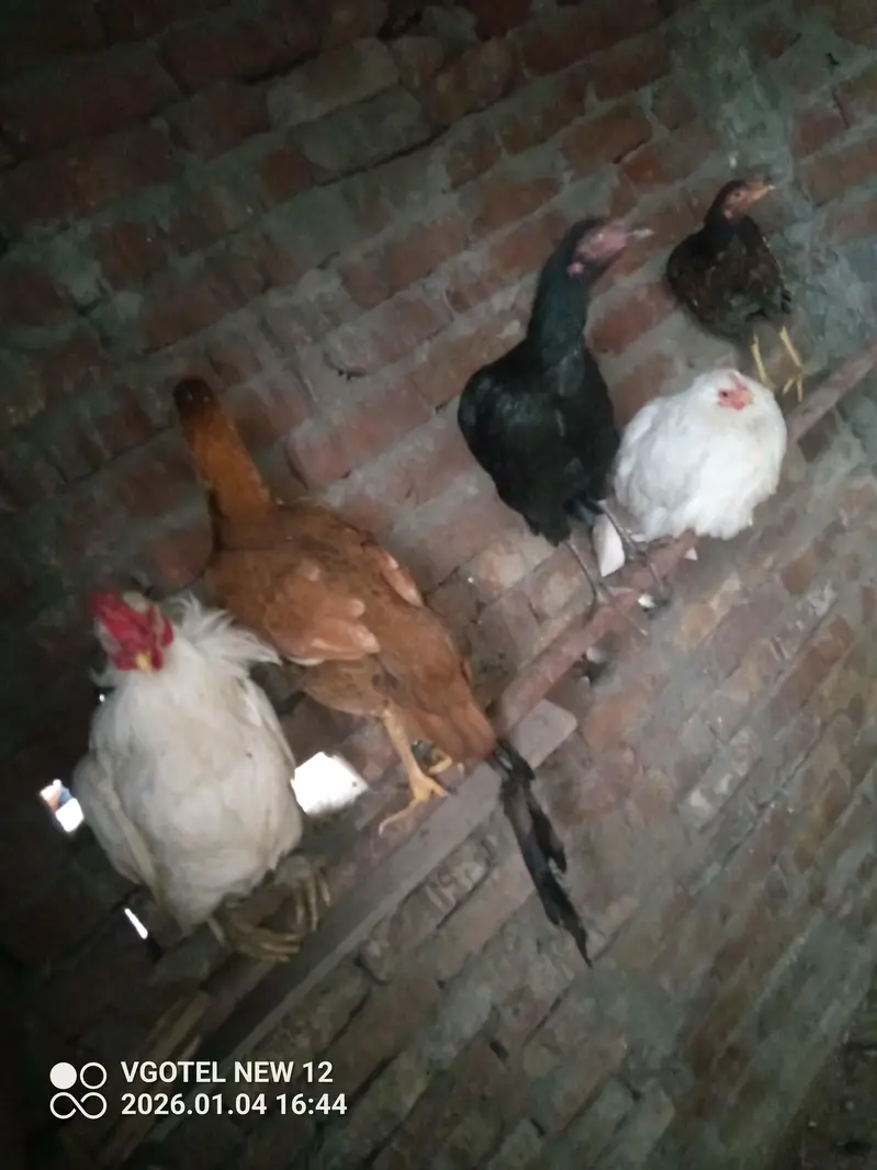 hen active healthy — photo 3