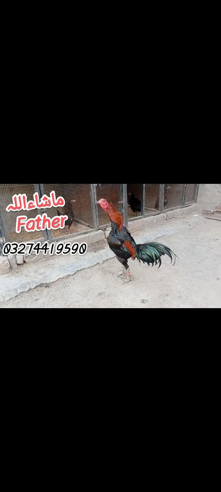 Thai pakoya female — photo 9