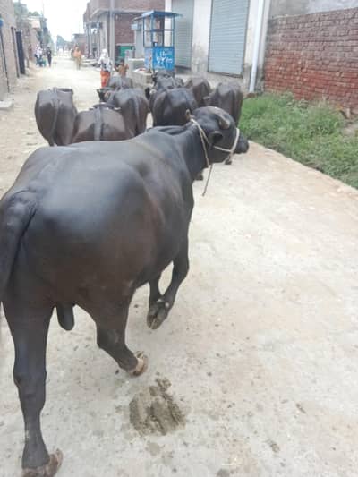 10 katay buht achay 03094037476