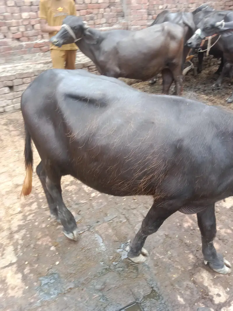 10 katay buht achay 03094037476 — photo 2