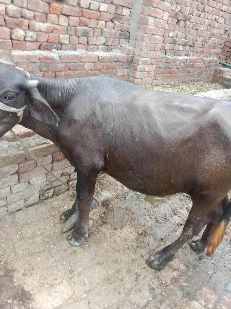 10 katay buht achay 03094037476 — photo 4