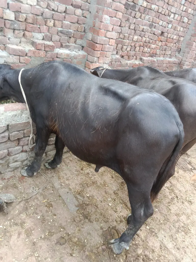 10 katay buht achay 03094037476 — photo 5