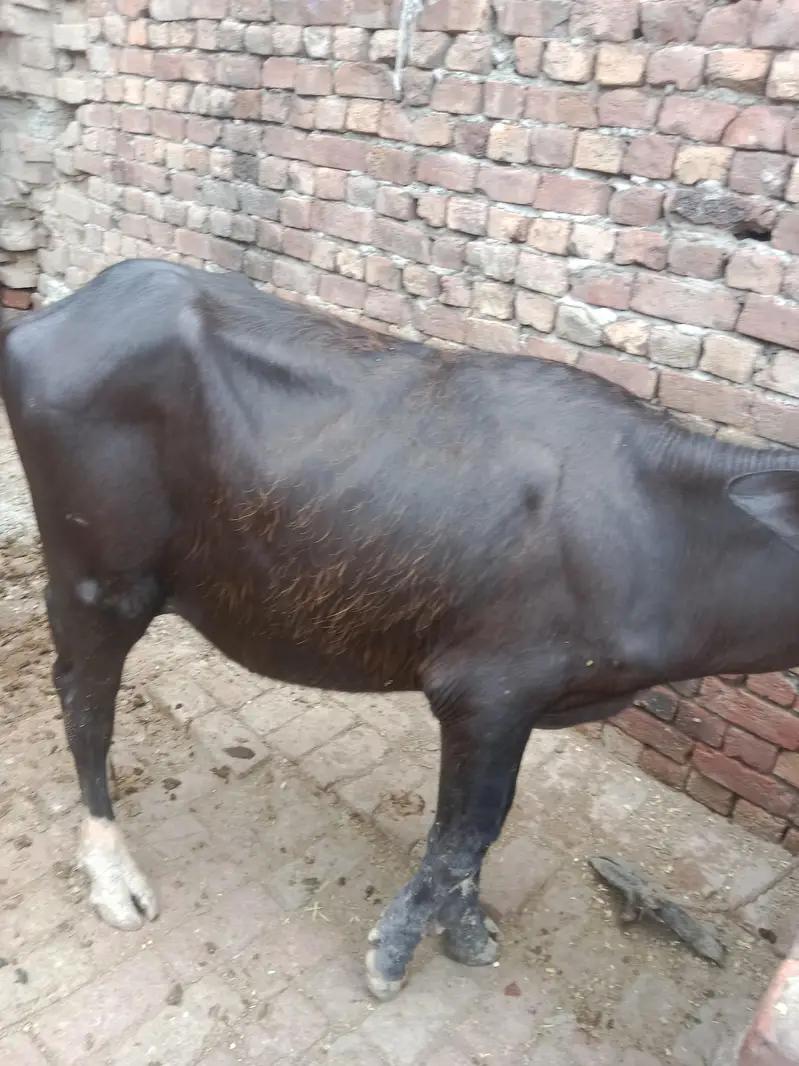 10 katay buht achay 03094037476 — photo 8