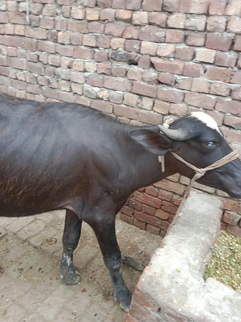 10 katay buht achay 03094037476 — photo 9