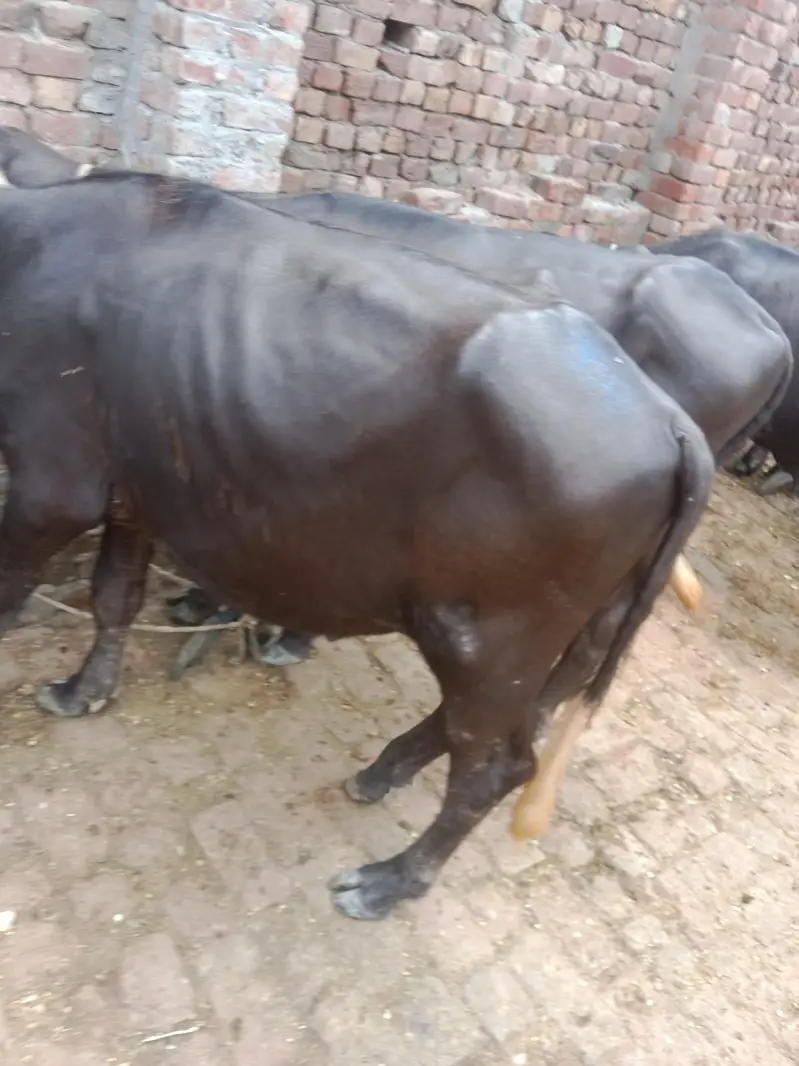 10 katay buht achay 03094037476 — photo 10