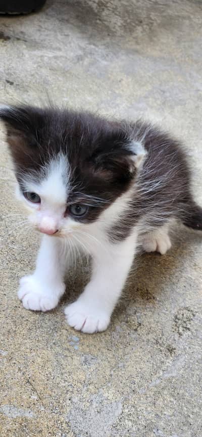 Adorable Semi Persian Bicolor Kittens – 30 Days Old