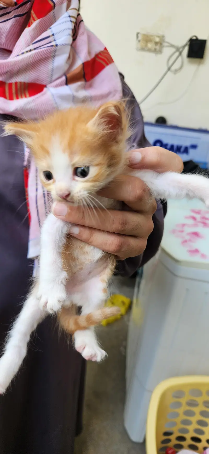 Adorable Semi Persian Bicolor Kittens – 30 Days Old — photo 2