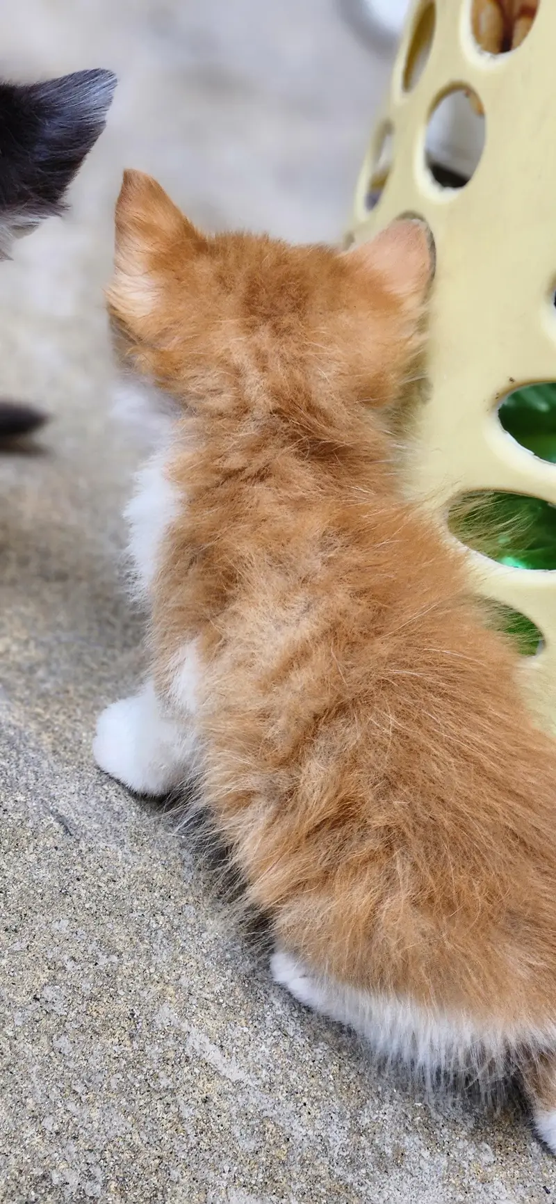 Adorable Semi Persian Bicolor Kittens – 30 Days Old — photo 3