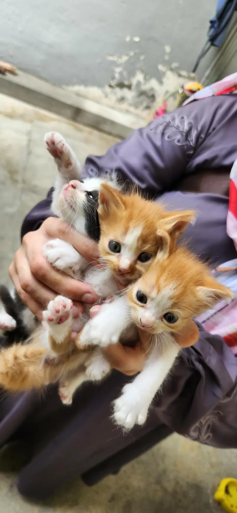 Adorable Semi Persian Bicolor Kittens – 30 Days Old — photo 4