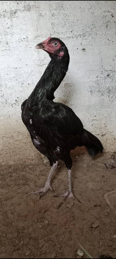 Black mushkil madi for sale call wtsp br 03432445251