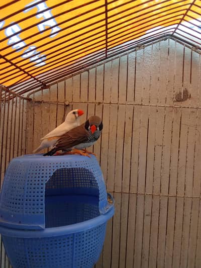 zebra finches breeder pair