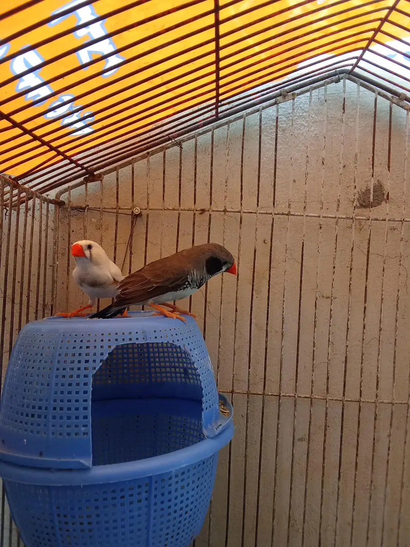 zebra finches breeder pair — photo 2
