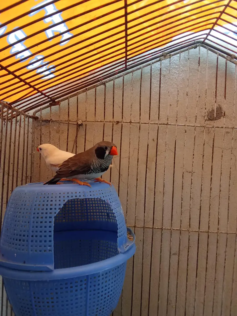 zebra finches breeder pair — photo 3