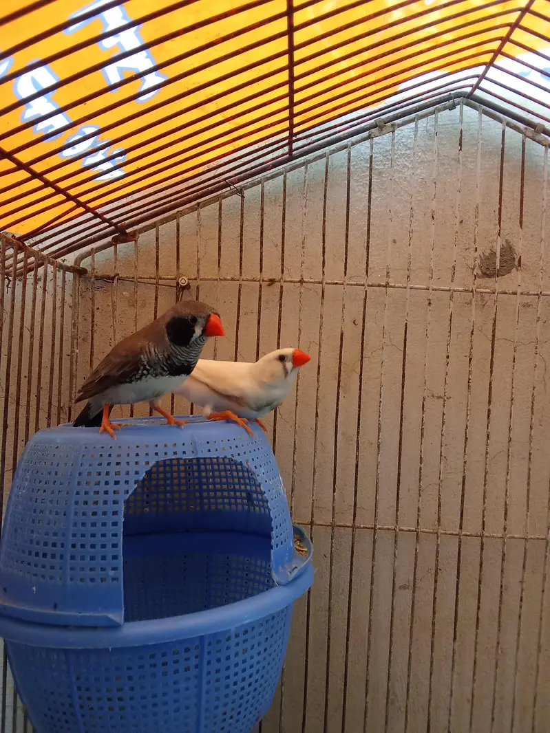 zebra finches breeder pair — photo 4