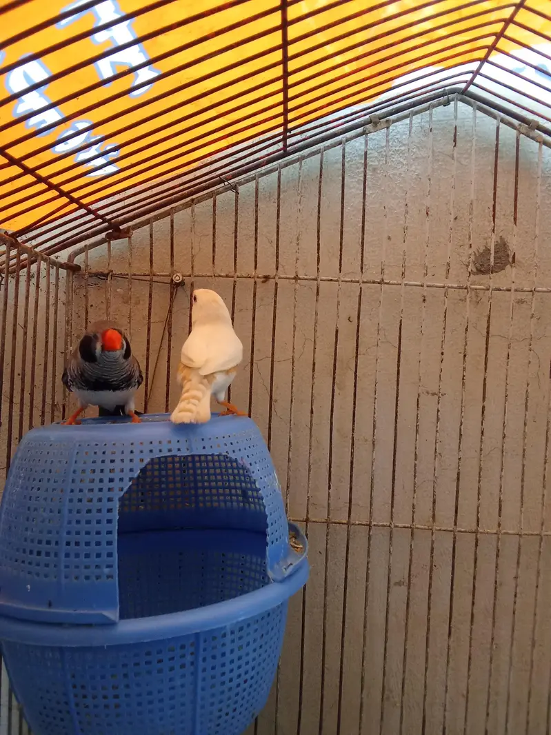 zebra finches breeder pair — photo 5