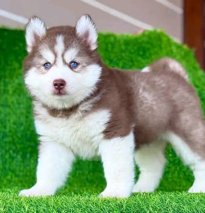 Siberian Husky  for sale