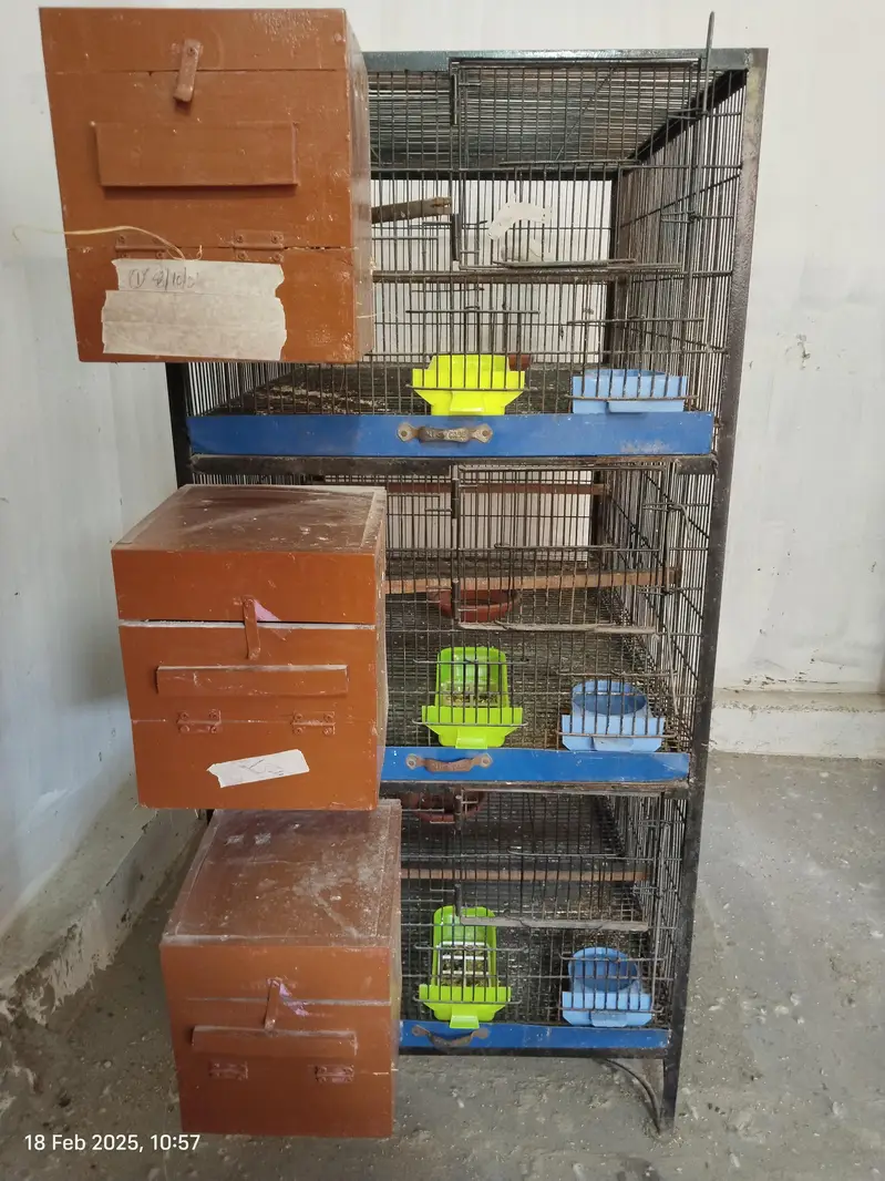 Birds cage 3 feet by 2 feet by 15 inches per portion — photo 3