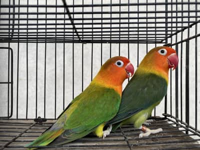3 Pais of Love Birds for sale