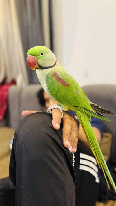 Green talking parrot
