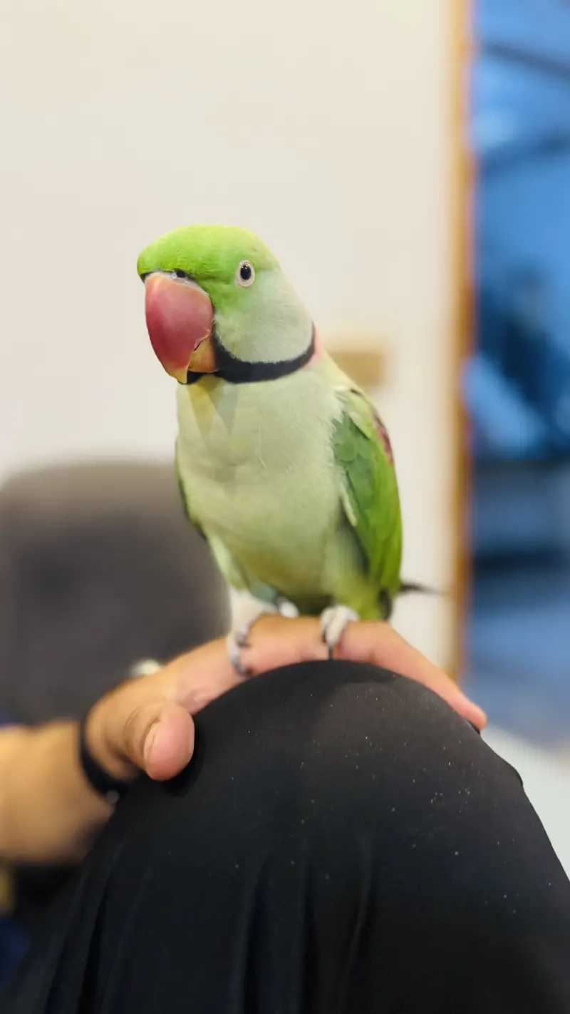 Green talking parrot — photo 2