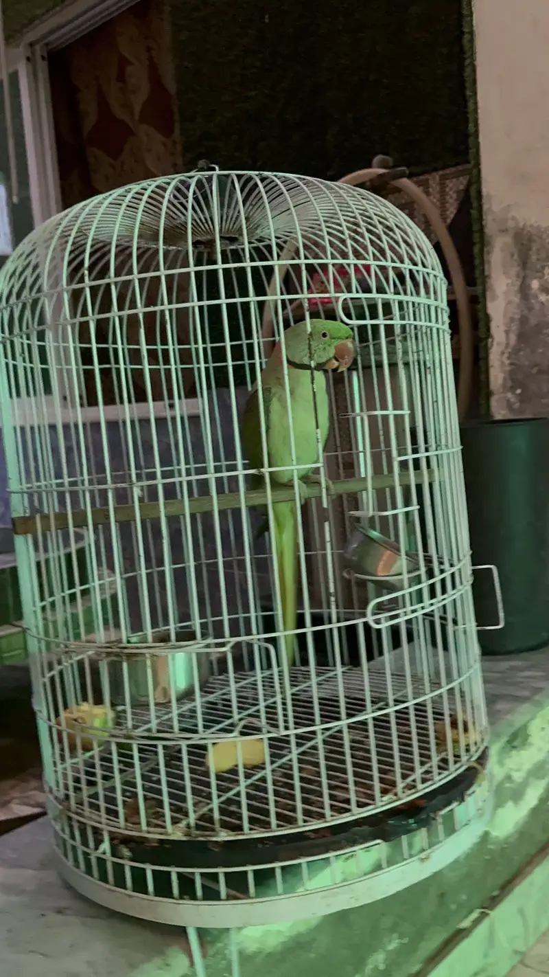 Green talking parrot — photo 3
