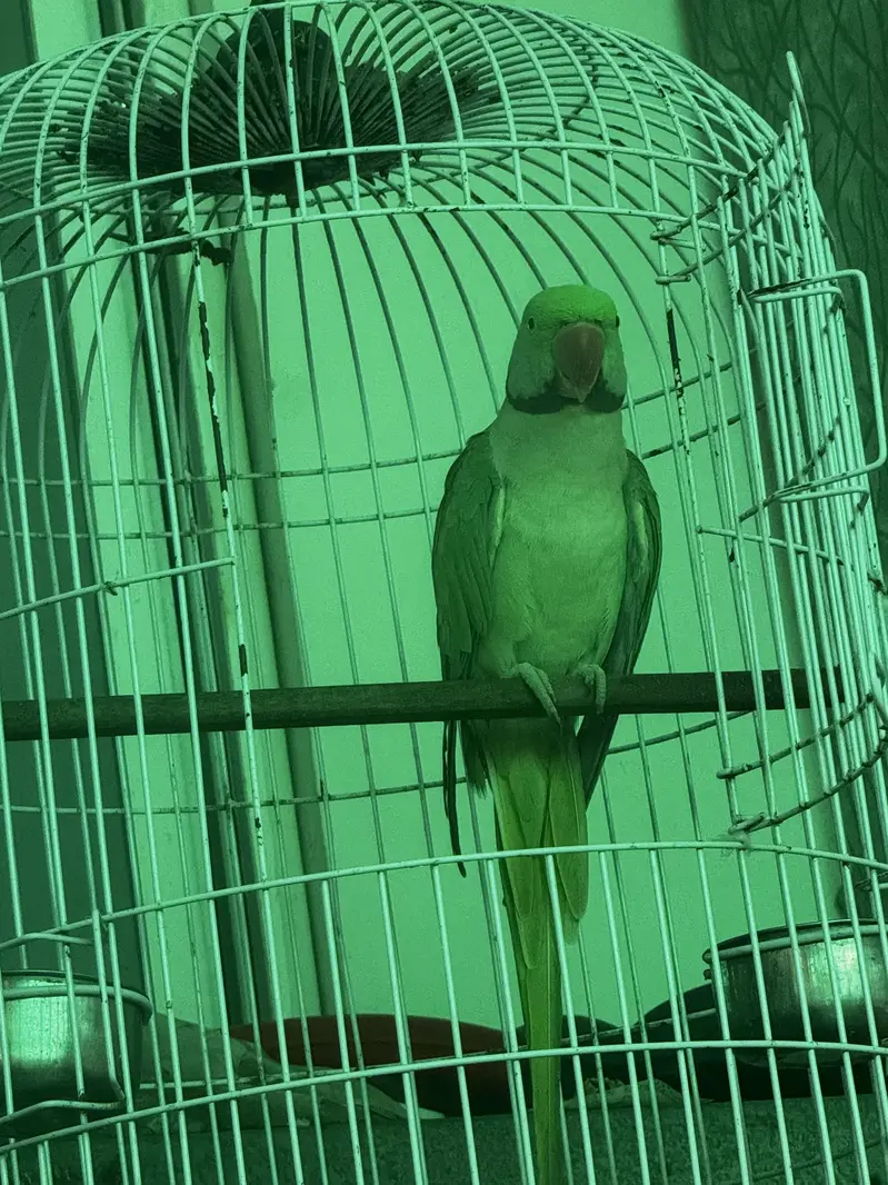 Green talking parrot — photo 4