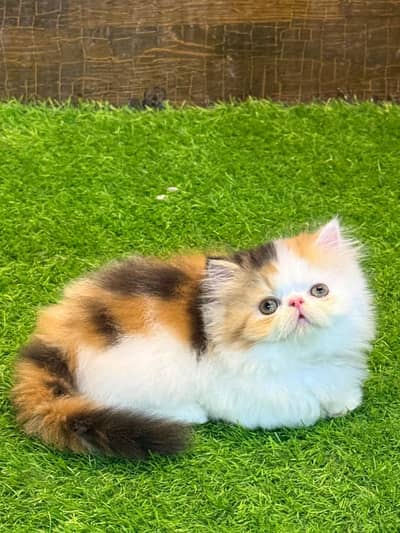 Peke/piki face cfa mother rare color calico
