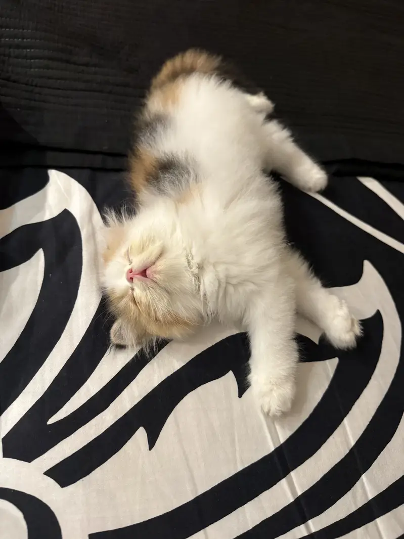 Peke/piki face cfa mother rare color calico — photo 2