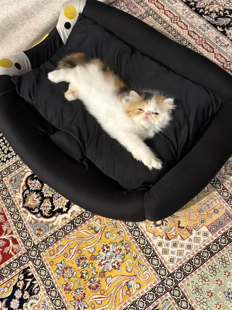 Peke/piki face cfa mother rare color calico — photo 3