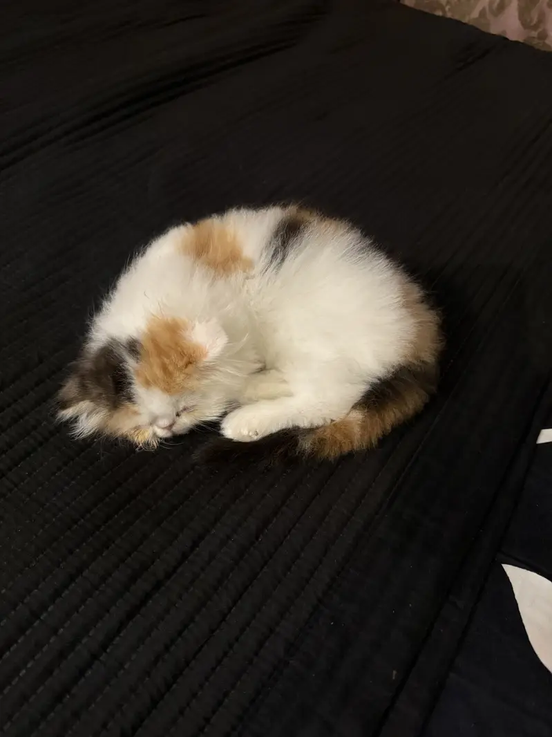 Peke/piki face cfa mother rare color calico — photo 4