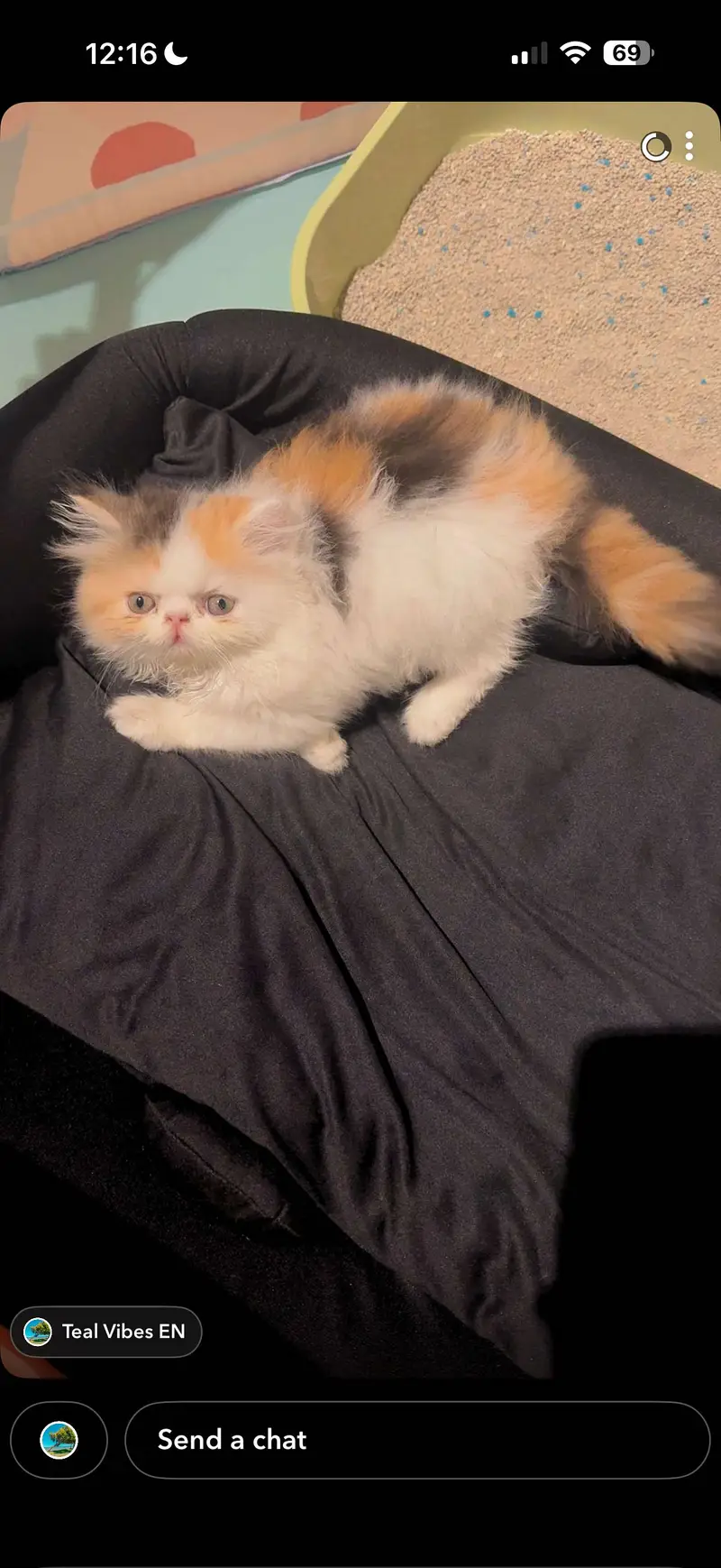 Peke/piki face cfa mother rare color calico — photo 5