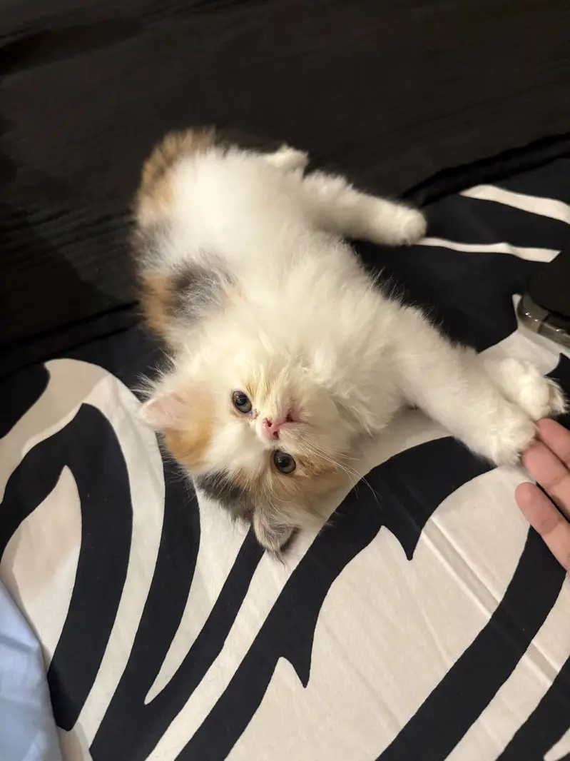 Peke/piki face cfa mother rare color calico — photo 6