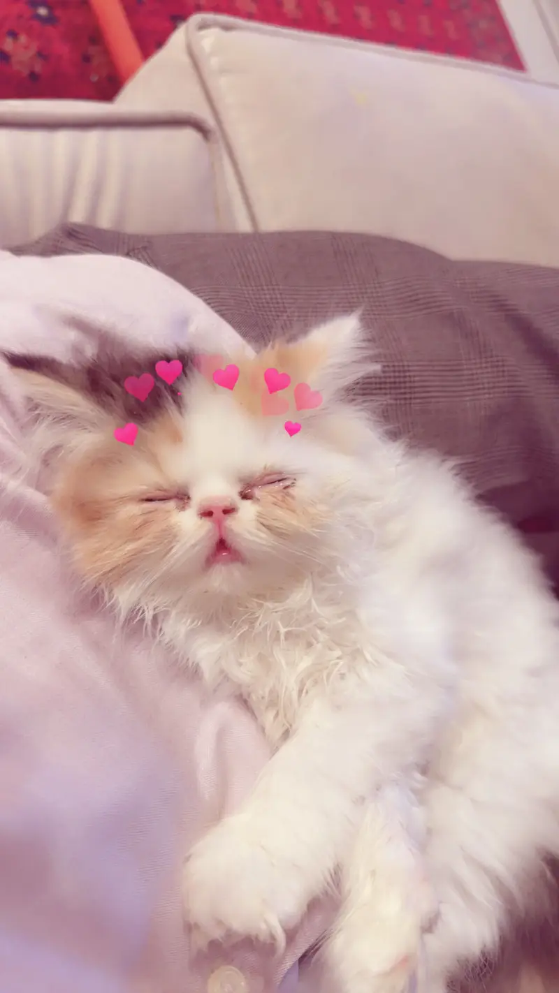 Peke/piki face cfa mother rare color calico — photo 7