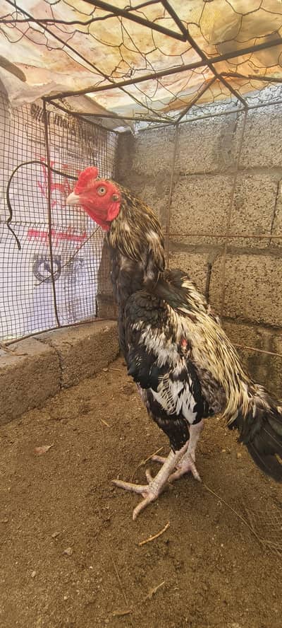 aseel murga for sale